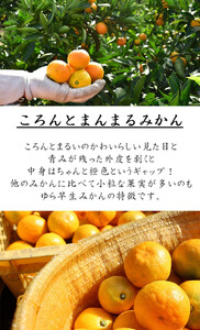 ゆら早生【訳あり】5kg 2S3Sサイズ【小粒のゆら早生みかん】10月～11月にまごころ産直みかんより農園直送※北海道・沖縄・離島への配送不可2Sサイズ SSサイズ 3S 2S 小玉 小粒 小さい こ