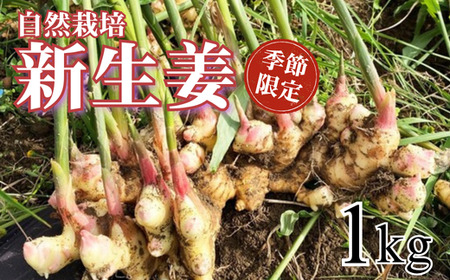 自然栽培 新生姜 1kg ( 自然栽培 農薬 化学肥料不使用 高知県 )