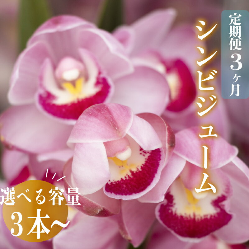 【ふるさと納税】 【定期便3ヶ月】【12月から発送】シンビジューム 切り花 3~6本 お花 花 はな フラワー 花束 フラワーアレンジメント インテリア 鑑賞 洋ラン 鉢 栽培 園芸 ガーデニング 初心者向け 花瓶 早期予約