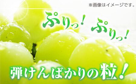【先行予約】【2回定期便】訳あり シャインマスカット 切り落とし 約1kg  【合同会社 社方園】定期便 2回 定期 ぶどう 果物 熊本 マスカット シャインマスカット 訳ありシャインマスカット わけ
