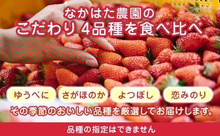 いちご 食べ比べ セット 国産 農園直送 産地直送 熊本県産 山都町産 イチゴ 苺 ストロベリー フルーツ 果物