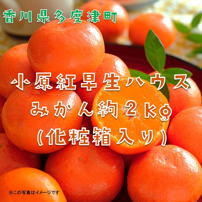 『小原紅早生ハウスみかん』約2kg【予約受付中！令和8年6月下旬より発送！】【B-26】