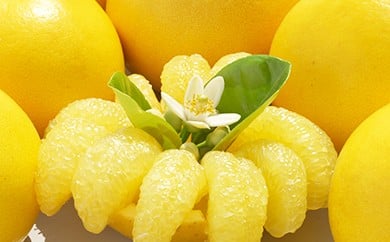 熟成 土佐文旦 10kg KYM002