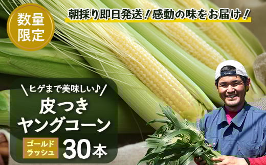 【数量限定】 【2026年４月先行予約】ヒゲまで美味しい！「皮つき ヤングコーン 30本」 AX7520 ｜先行予約 ヤングコーン 2026年 南大隅町 新鮮 産地直送 皮付き
