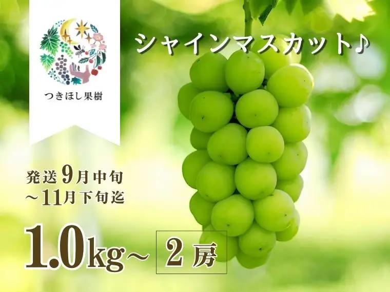 【産地直送】上山産・完熟シャインマスカット　１ｋｇ以上　ご家庭用　0140-2607
