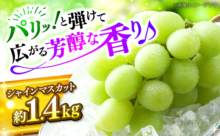 【2026年先行予約】＜9月上旬頃から順次発送＞シャインマスカット 2房（約1.4kg） 種なし フルーツギフト ギフト 高級 果物 三次市/黒瀬ぶどう園 [APAB002]
