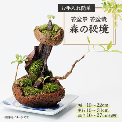 ふるさと納税 豊川市 苔盆景　苔盆栽　森の秘境