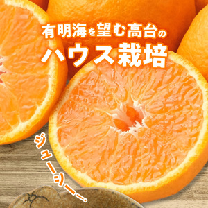 134-4　のぐち農園　スイートデコ（不知火）　8玉～12玉　２月より発送_V34-0004