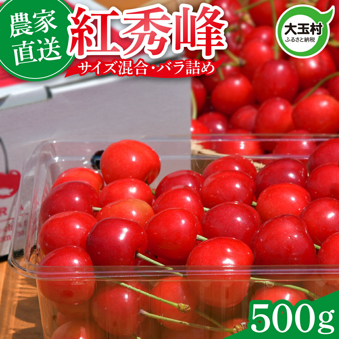 【ふるさと納税】 さくらんぼ 紅秀峰 500g 令和9年分 先行予約 バラ詰め サイズ混合（M/L/LL） ｜ 朝採れ もぎたて 農家直送 産地直送 送料無料 果物 フルーツ 旬 新鮮 お取り寄せ ギフト 贈り物 サクランボ 福島県 大玉村 菊地果樹園 ｜ OT20-001-R9