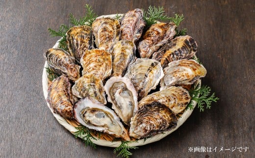 牡蠣 坂越かき 殻付き牡蠣 24個