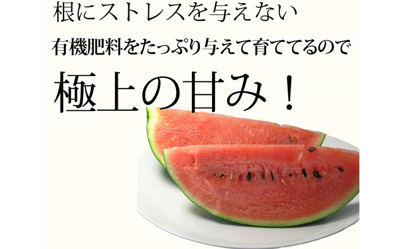 【2025年7月～発送】すいか 2L 1玉 ≪6kg以上≫ 北海道 富良野市 (スイートベジタブルファクトリー) フルーツ 果物 新鮮 甘い 贈り物 ギフト 道産 おやつ デザート ふらの ブランド 