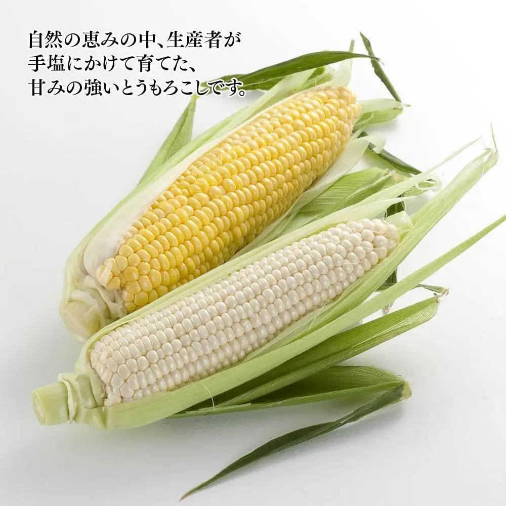【先行予約】旭川近郊産 白と黄色のとうもろこしセット　各5本（計3.5kg）2026年8月上旬から発送開始 | とうもろこし 北海道産 _00094