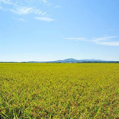 【2ヵ月毎定期便】〈隔月発送〉あきたこまち精米2kg全5回【配送不可地域：離島・沖縄県】