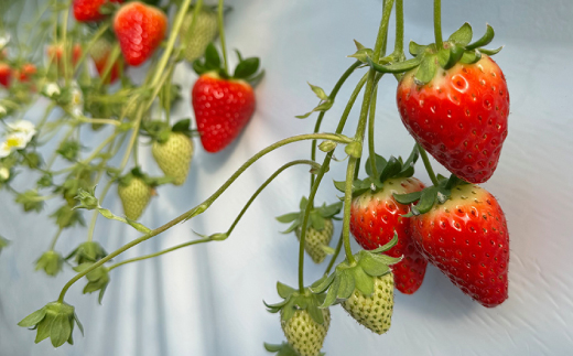 奈良県産いちご「古都華」2パック【配送不可地域：離島】