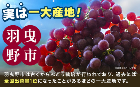 デラウェア 厳選デラウェア 約1.5kg