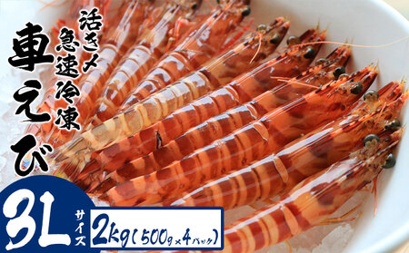 車海老 活き〆急速冷凍車えび【3L】2kg
