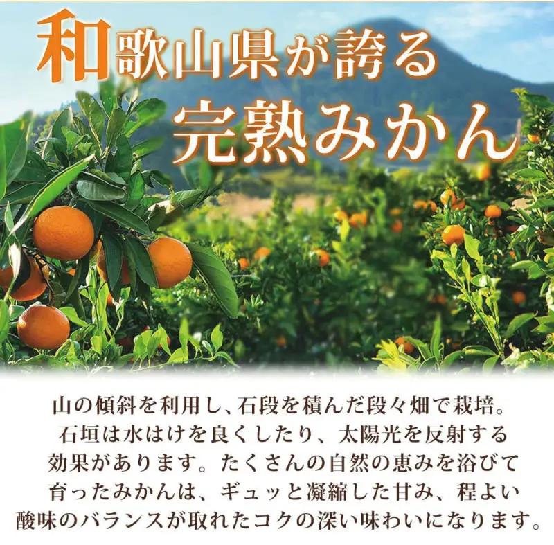 【先行予約】紀州有田産 濃厚完熟 温州みかん 5kg ※2026年11月下旬～2027年1月下旬頃に順次発送予定 【uot006】