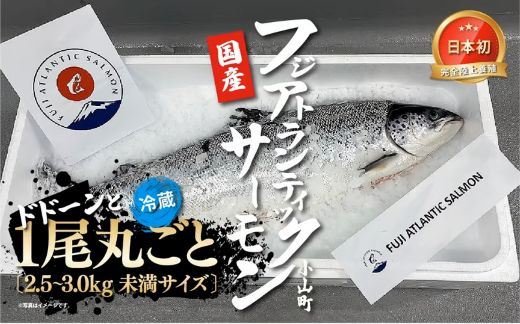 1G8日本初 完全陸上養殖 フジアトランティックサーモン 冷蔵 1尾丸ごと（ 2.5 ～ 3.0kg未満サイズ ）