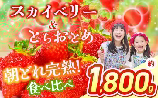 【2026年先行予約】 スカイベリー＆とちおとめ 食べ比べ 300g×2×3箱 | 果物 くだもの フルーツ 野菜 やさい ヤサイ 苺 イチゴ いちご とちおとめ スカイベリー 食べ比べ 新鮮 甘い 数量 限定 美味しい 果物 フルーツ デザート 栃木県 那珂川町 送料無料