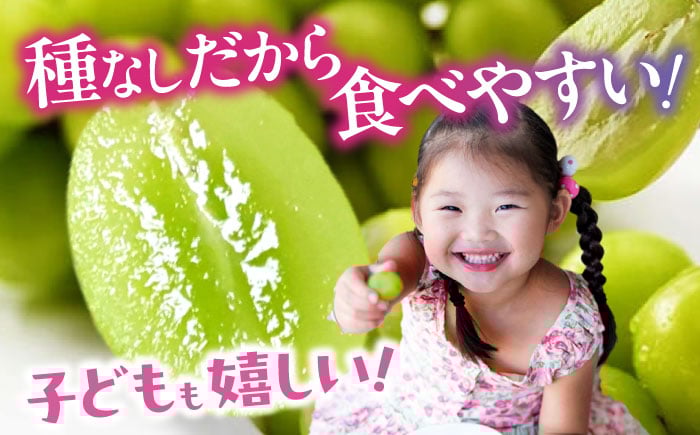 果物 くだもの フルーツ  葡萄 ぶどう ブドウ グレープ シャインマスカット マスカット 新鮮 朝採り 朝採れ 種無し 