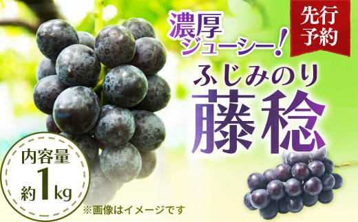 黒ぶどう 藤稔 1kg 先行予約 | ぶどう ブドウ 葡萄 黒ぶどう 黒ブドウ 黒葡萄 藤稔 ふじみのり 果物 フルーツ 旬 季節 数量限定 直送 贈答 プレゼント ユー・ファーム 埼玉県 杉戸町