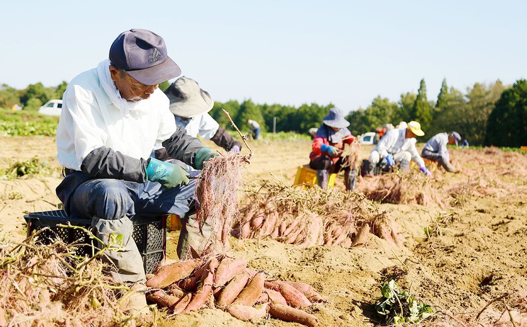 004-1138 【先行予約】 （訳あり） はるか姫 約3kg さつまいも サツマイモ 芋 いも 紅はるか べにはるか 大分県 豊後大野市 【2024年10月下旬～2025年5月下旬発送予定】