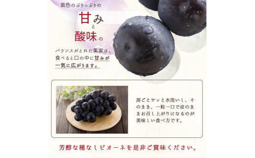 紀州和歌山産 ピオーネ 約2kg ※2024年8月中旬～9月中旬頃に順次発送 ※日付指定不可 ぶどう ブドウ 葡萄 果物 くだもの フルーツ