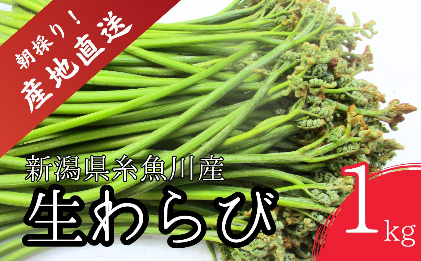 
            【令和7年産先行予約】5月上旬以降順次発送 旬の山菜 わらび 1kg【新潟県 糸魚川市 山菜 ワラビ 蕨 野菜 能生谷 おおかやば山菜園 期間限定】
          