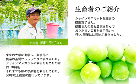 【2ヶ月定期便】【優品】先行予約 シャインマスカット 鶴田農園 約1.3kg (2-3房)/月×2回 熊本県荒尾市産《8月下旬-9月下旬頃出荷》熊本県 荒尾市 フルーツ 果物 送料無料 葡萄 ぶどう 