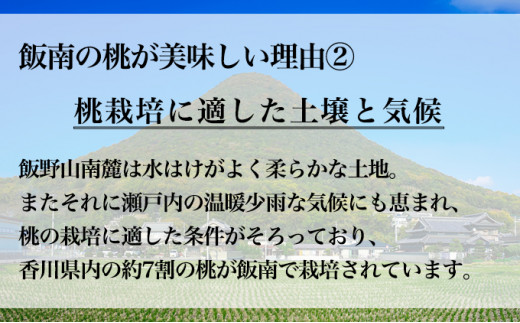 【2027年早期予約】 特秀品 桃 約4kg （目安:11玉～14玉)  讃州丸亀 飯南の桃 飯山 贈答箱 もも モモ 果物 くだもの 果実 フルーツ 旬 旬の果物 デザート スイーツ おやつ ゼリー ジュース 人気果物 人気フルーツ ランキング 香川 丸亀