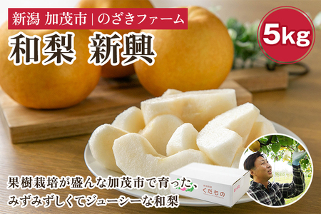 【2025年先行予約】新潟県加茂市産 和梨 新興5kg（7～14玉）〈10月下旬～順次出荷〉 なし ナシ しんこう 果物 フルーツ 秋の味覚 加茂市 のざきファーム