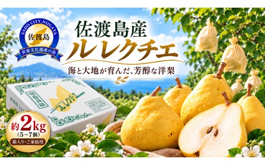【2026年12月上旬より順次発送】佐渡島産 ル レクチエ 約2kg（5～7個）箱入り・ご家庭用| 新潟県産洋梨 新潟産ルレクチェ 佐渡産ル・レクチェ ルレクチェ ル レクチェ るれくちぇ 洋梨 洋なし 西洋梨 梨 なし フルーツ 果物 くだもの 家庭用  2キロ にいがた さど 新潟県 佐渡市 ル・レクチエ ルレクチェ ル レクチエ るれくちぇ ル・レクチエ ルレクチェ ル レクチエ