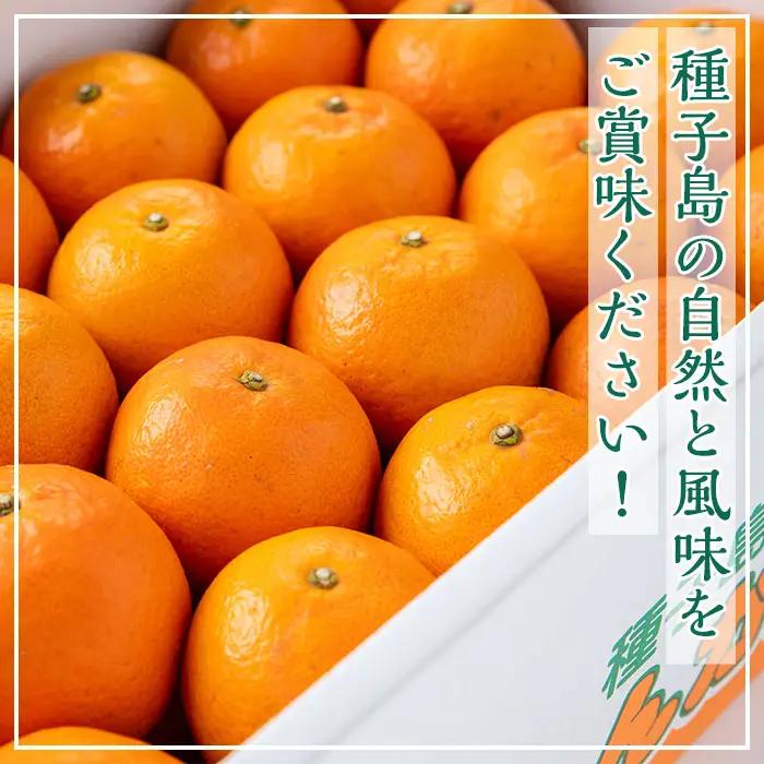 たんかん 5kg・約40個 鹿児島 柑橘 【種子屋久農業協同組合】n204