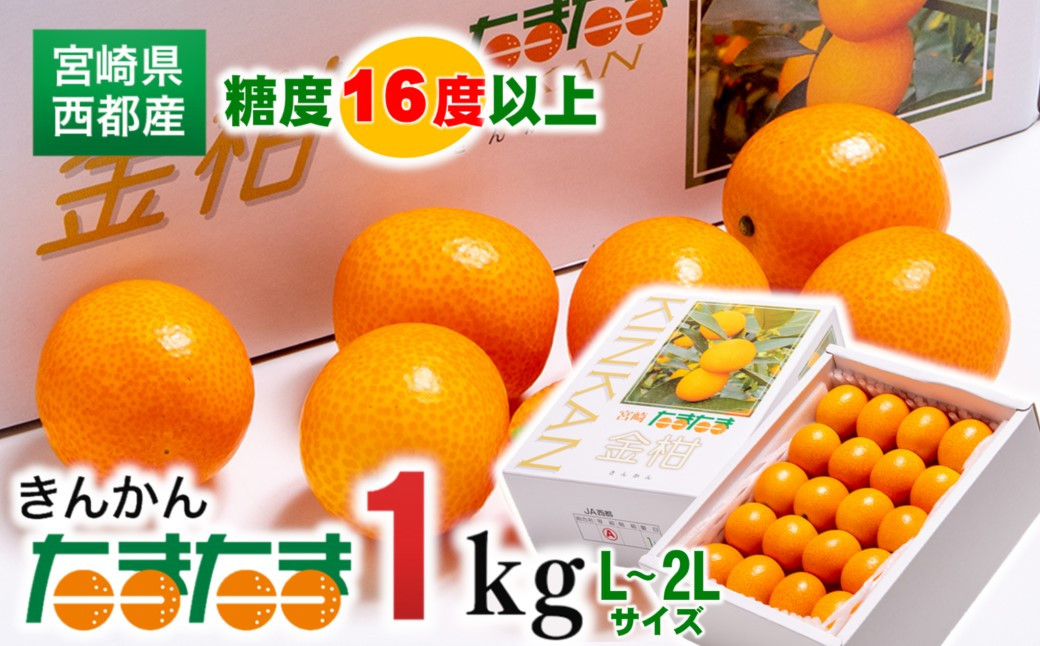 
                  糖度16度以上の宮崎完熟きんかんたまたま1kg L～2Lサイズ 宮崎県 西都市産 金柑【先行予約】＜1-136＞ 2-4a
                