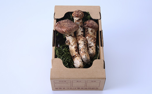 ≪産地直送≫　岩泉まつたけ 250g【配送不可地域：離島】