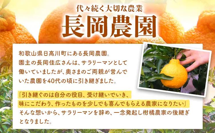 はっさく 訳あり 紅八朔 約4kg