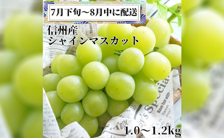 2025年先行予約 シャインマスカット２房 7月下旬～8月上旬発送