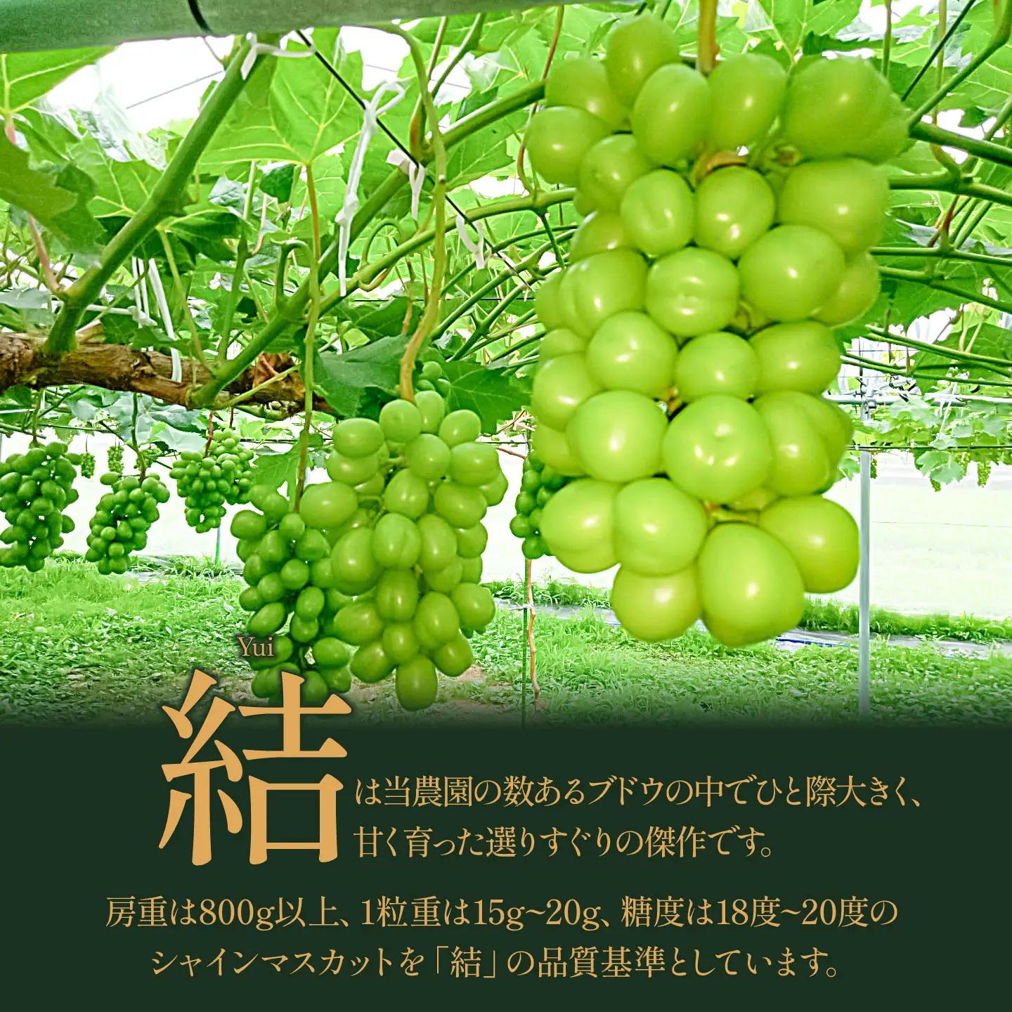 【令和8年先行予約】　シャインマスカット プレミアム「結」 2房(約1.7kg)　山形県鶴岡市　みのりファーム　| ぶどう ブドウ 葡萄 マスカット 甘い 大粒 旬 期間限定 産地直送 果物 くだもの