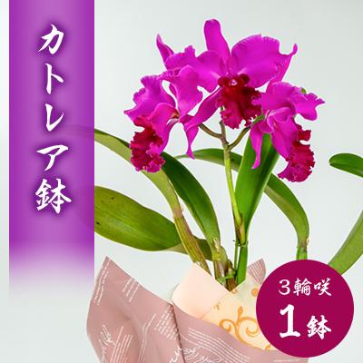 ふるさと納税 磐田市 洋ラン　カトレア　3輪咲　鉢物