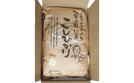 【令和8年度産】手取りのすず風米こしひかり　白米10kg 