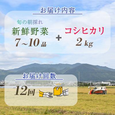 ふるさと納税 亀岡市 【毎月定期便】訳あり 農家直送!旬の野菜7〜10品+コシヒカリ2kg 詰め合わせセット全12回 |  | 01