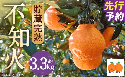 【数量限定】貯蔵 完熟不知火 約3.3kg【2027年3月上旬～4月下旬発送開始予定】  不知火 フルーツ 果物 蜜柑 柑橘 国産 長崎県産 九州産 デコポンと同一品種