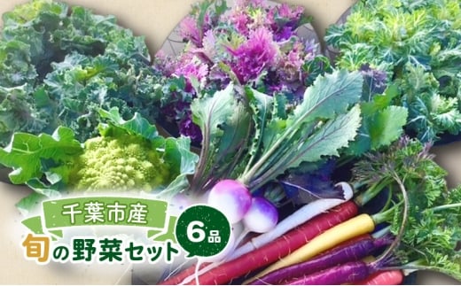 旬の野菜セット 6品 野菜 野菜セット 野菜詰め合わせ 詰め合わせ やさい 千葉市 千葉県 [№5346-1964]
