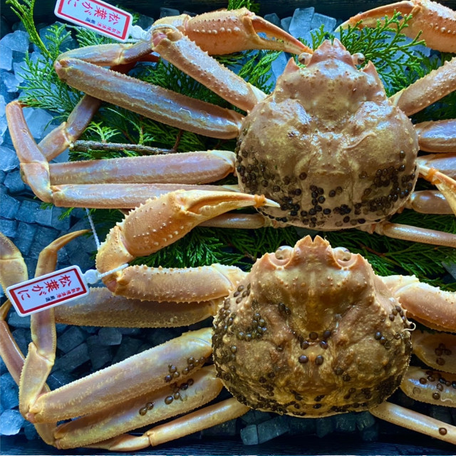 
            【活き】タグ付き松葉ガニ　中　2枚(１枚500～640ｇ前後)  【※配送日時指定可】
          