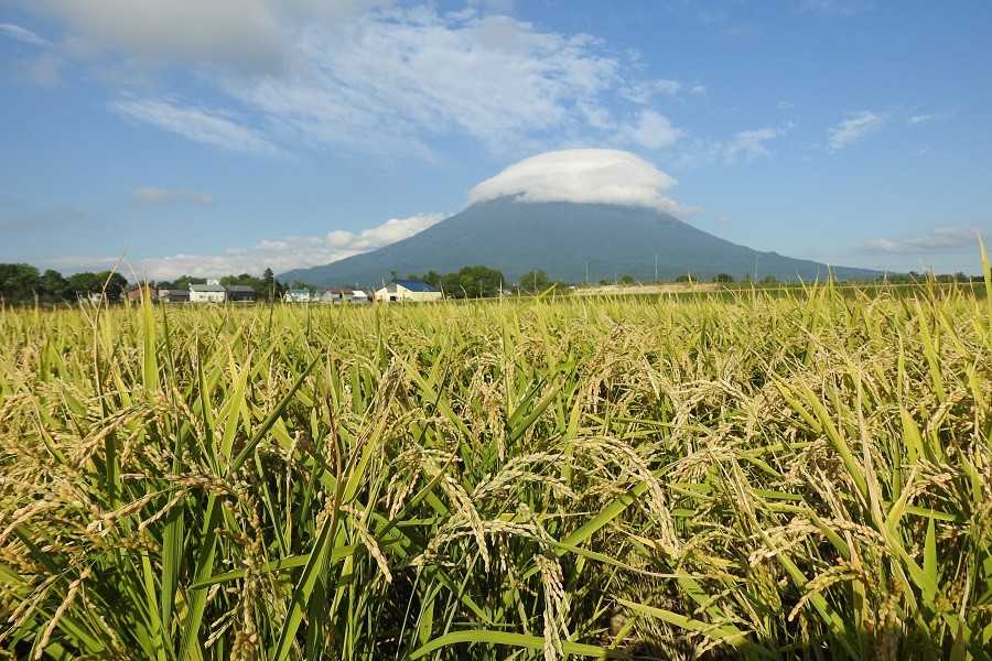 【有機肥料使用／無農薬・無化学肥料】 令和5年度米 アイガモ農法ゆめぴりか 【精米】正味10kg 　水田鑑定士監修【31108】