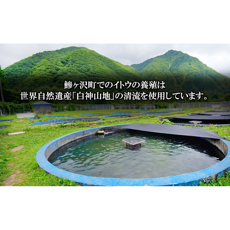 鮮魚 幻の魚 イトウ 1尾 約2kg 魚 川魚 魚介 魚介類 海鮮 お刺身 刺し身 おかず おつまみ つまみ お酒のつまみ 酒のつまみ 幻 魚 青森 青森県 鰺ヶ沢町 ※配送地域限定_イメージ4