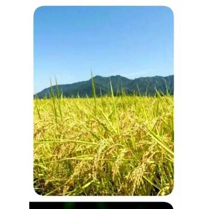 【令和7年】定期便６回！！魚沼コシヒカリ特別栽培米５kg×６回（２カ月に１回発送） | 定期便
