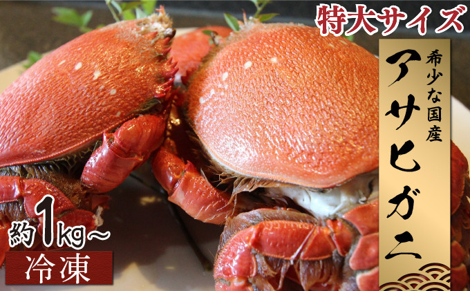 
HRAGT-0 【数量・期間限定】宮崎県串間産アサヒガニ　特大サイズ約1kg～2kg（2～3匹）　日本では大変希少な国産アサヒガニ ！【豊漁丸】
