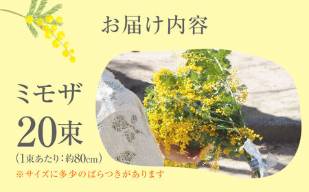 ミモザ 20本 お花 生花 フラワー ミモザ 花 [XCV001]