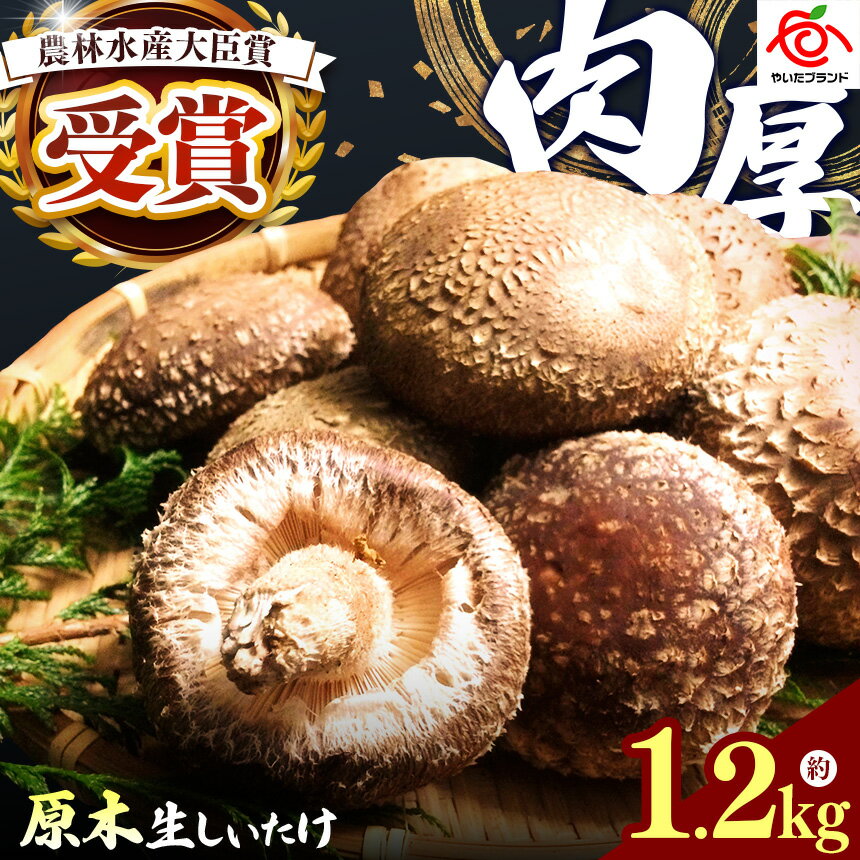 【ふるさと納税】[厳選] 肉厚・原木生しいたけ | 約1.2kg 数量限定 国産 生しいたけ 原木しいたけ 肉厚しいたけ しいたけ 生キノコ 原木栽培 きのこ 国産きのこ 天然 野菜 無農薬 低カロリー 料理素材 グリル 焼きしいたけ 食品 お取り寄せ 栃木県 矢板市